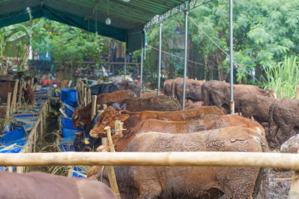 Kalteng Bakal Ternakkan 1Juta Ekor Sapi, Ditarget untuk Swasembada Daging dan Susu Nasional