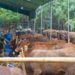 Kalteng Bakal Ternakkan 1Juta Ekor Sapi, Ditarget untuk Swasembada Daging dan Susu Nasional