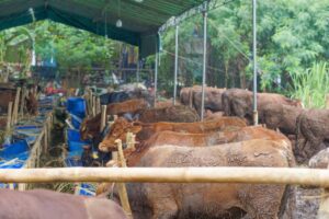 Kalteng Bakal Ternakkan 1Juta Ekor Sapi, Ditarget untuk Swasembada Daging dan Susu Nasional