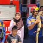 Mimpi Apa Warga Bogor Tahu-tahu Biawak Jatuh dari Atap Rumah